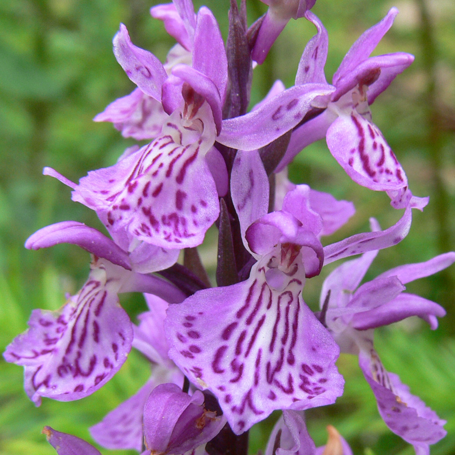 Image of Dactylorhiza fuchsii specimen.