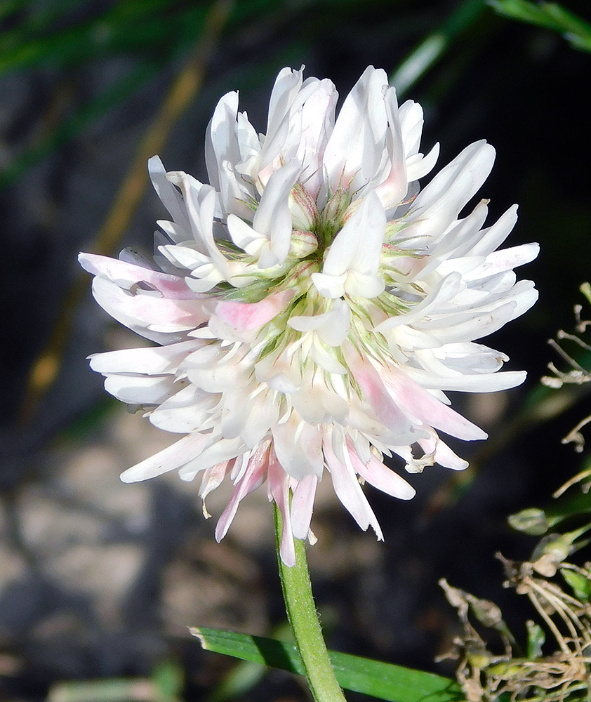 Image of Trifolium ambiguum specimen.