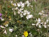 Astragalus alpinus