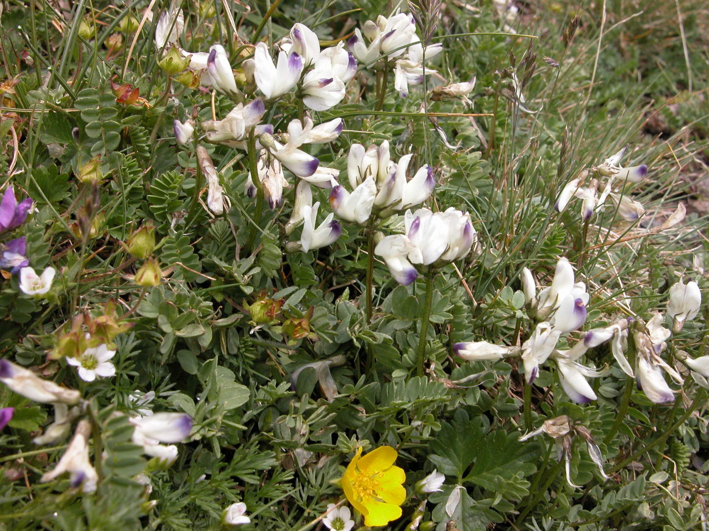 Изображение особи Astragalus alpinus.