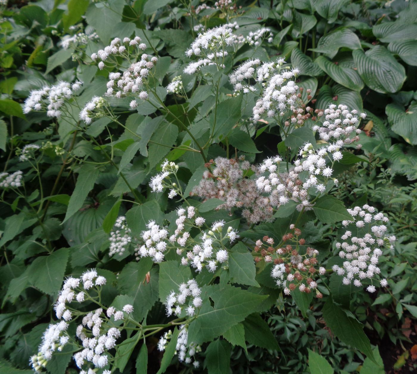 Image of Ageratina altissima specimen.