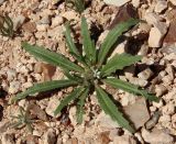 Neotorularia torulosa