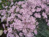 Dianthus plumarius