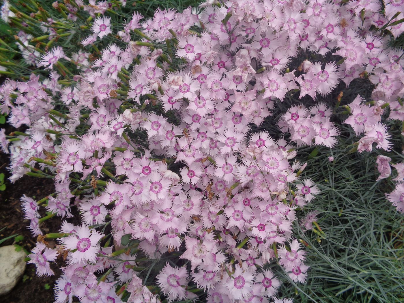 Изображение особи Dianthus plumarius.