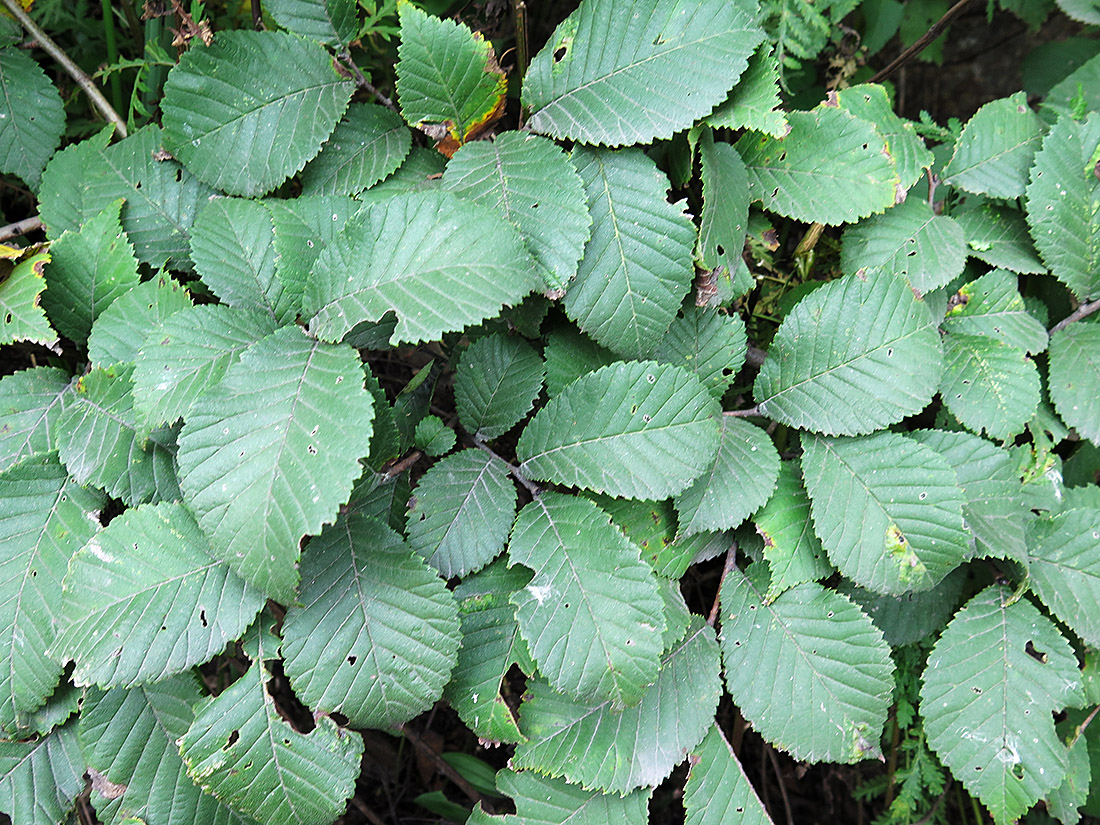 Image of Ulmus macrocarpa specimen.