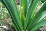 Eremurus spectabilis. Средние части листьев и развивающееся соцветие. Краснодарский край, м/о г. Новороссийск, хребет Маркотх, северо-восточный склон высоты 462, ≈ 450 м н.у.м., горная степь. 18.04.2020.