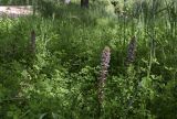 Orobanche minor