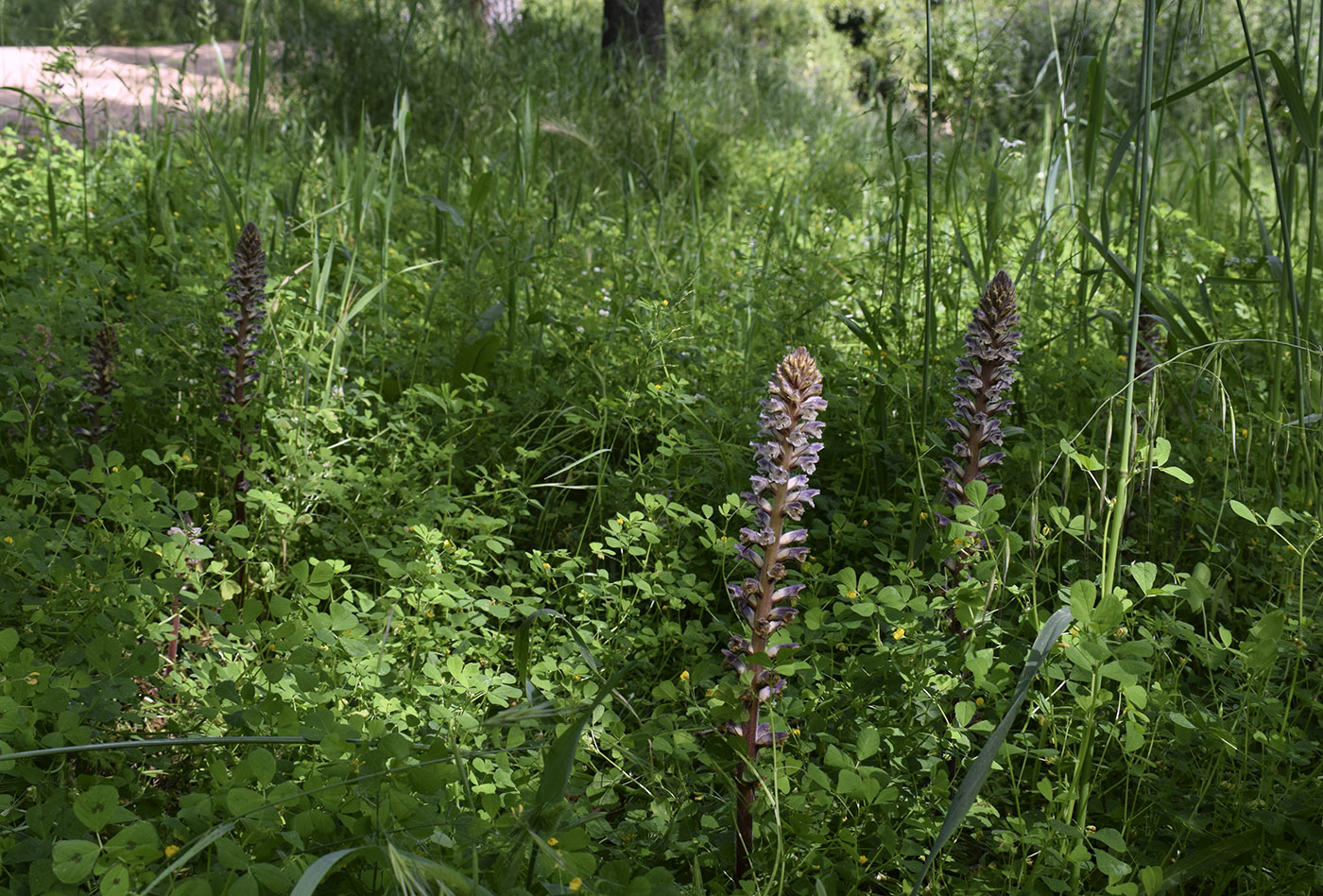 Изображение особи Orobanche minor.