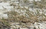 Aeluropus littoralis. Растения на высохшем дне озера, дамба соляного чека. Краснодарский край, Ейский р-н, Ханское озеро. 24.08.2010.