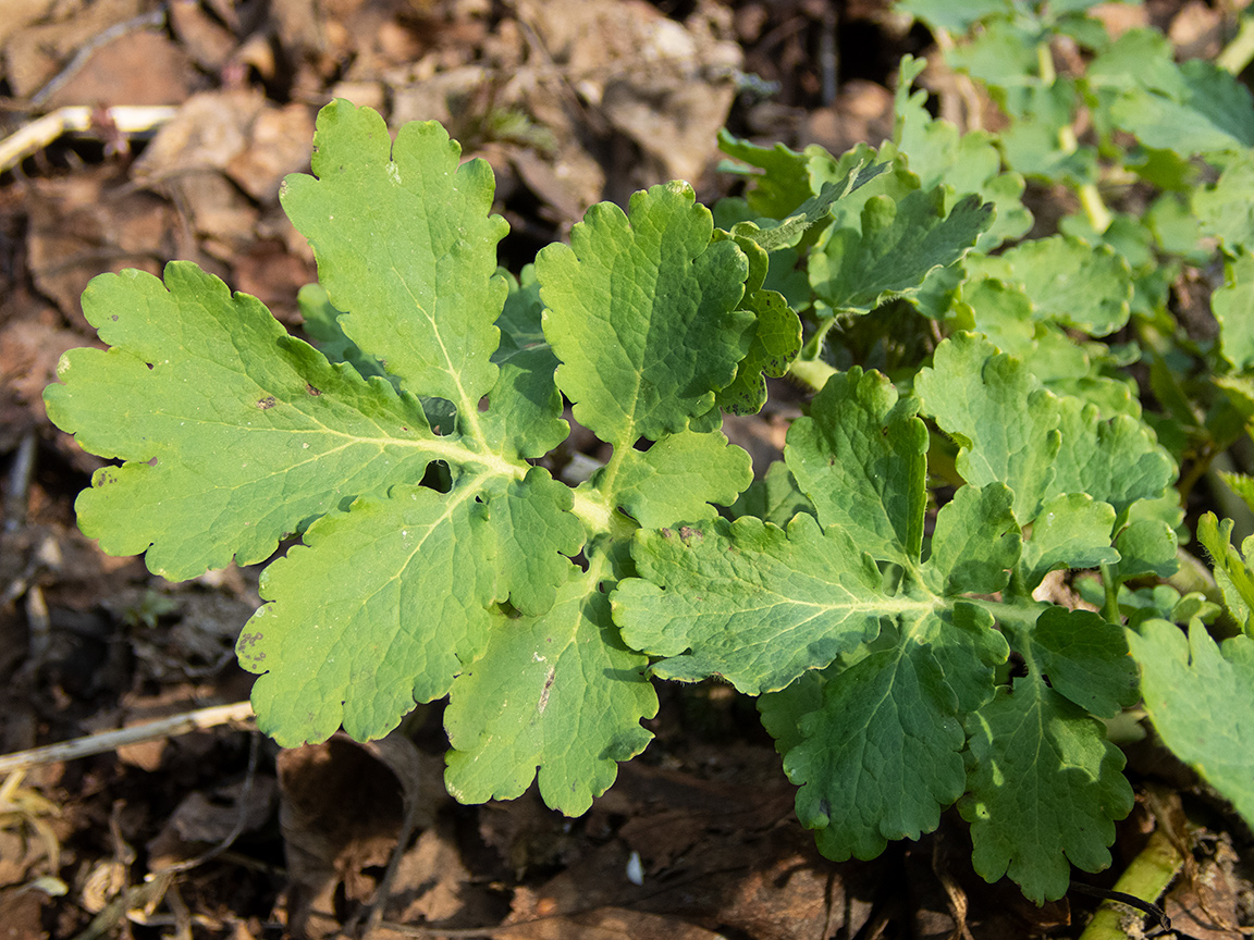 Изображение особи Chelidonium majus.