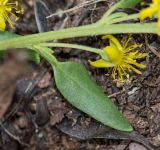 Tetragonia calycina. Лист. Намибия, регион Khoma, ок. 40 км от г. Виндхук, 2 км севернее \"Eagle Rock Guest Farm\"; плато Khomas, ок. 1900 м н. у. м., саванновое редколесье. 27.02.2020.