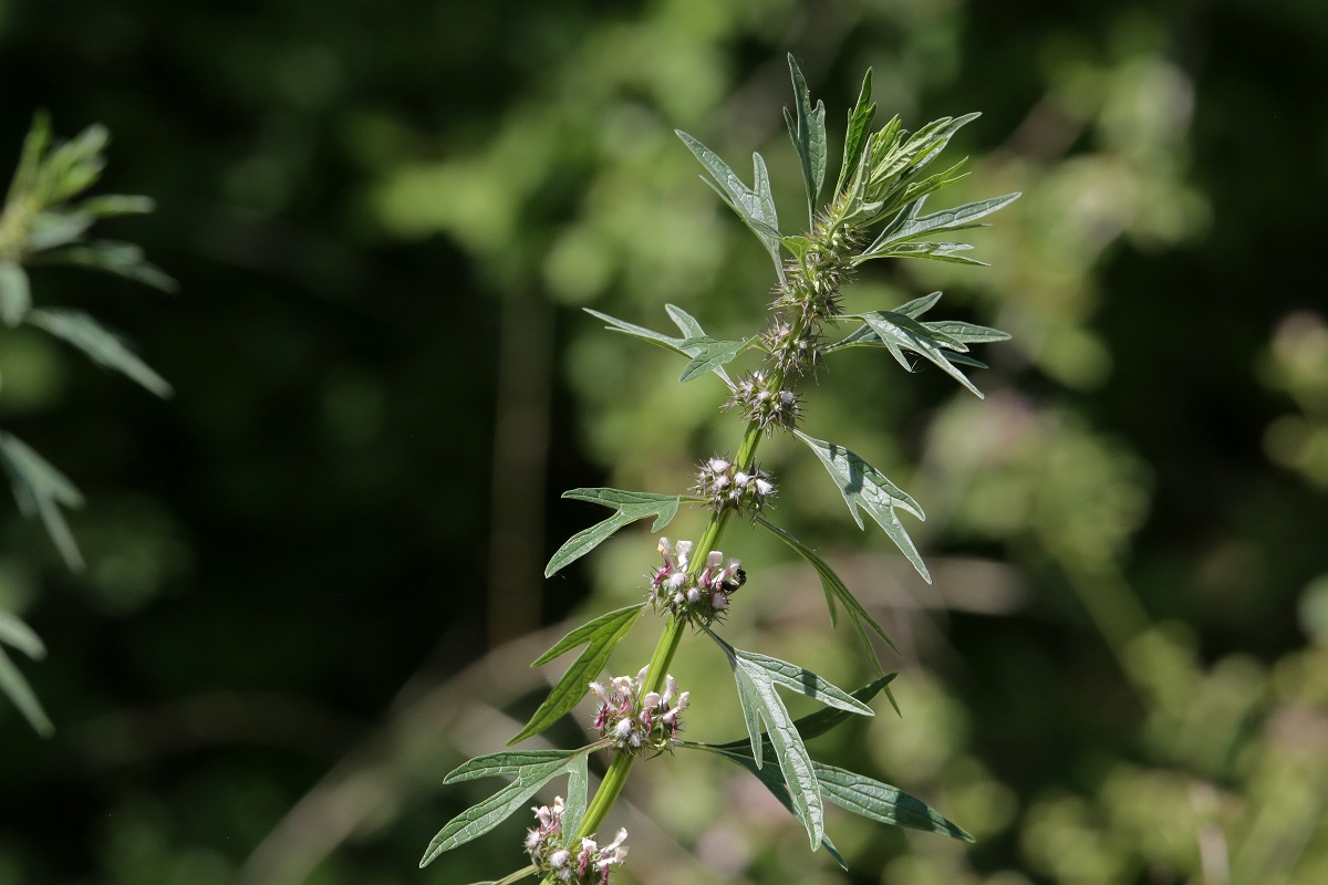 Изображение особи Leonurus turkestanicus.