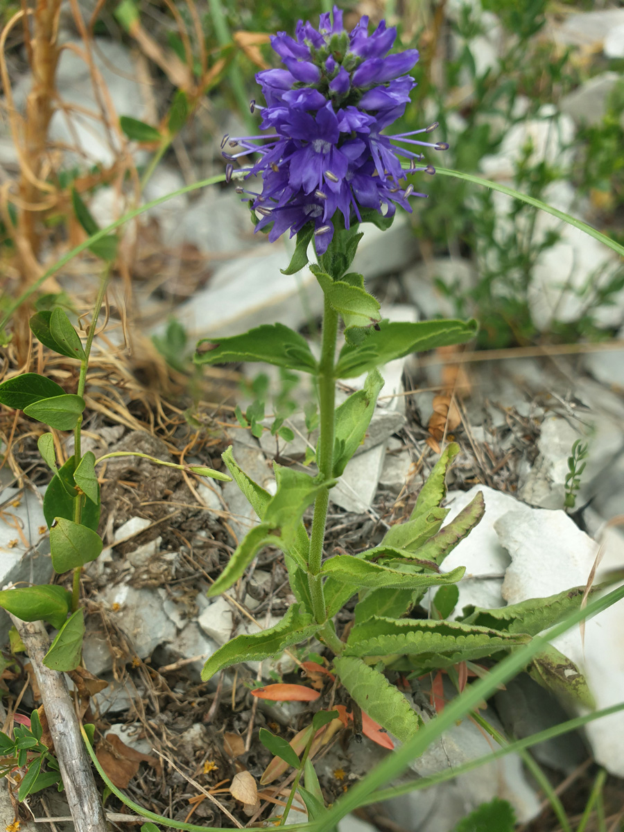 Image of Veronica barrelieri specimen.