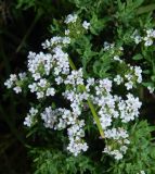 Thymus serpyllum