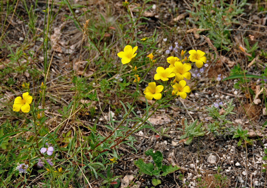 Image of Linum ucranicum specimen.