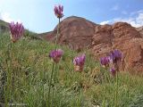 Allium inderiense