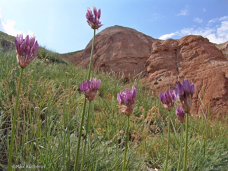 Изображение особи Allium inderiense.