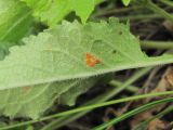 Campanula sarmatica. Часть листа, поражённого ржавчиной (Coleosporium campanulae)(вид снизу). Кабардино-Балкария, Эльбрусский р-н, окр. с. Нейтрино, ок. 1900 м н.у.м., каменистый склон. 08.07.2020.