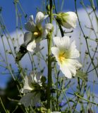 Alcea nudiflora