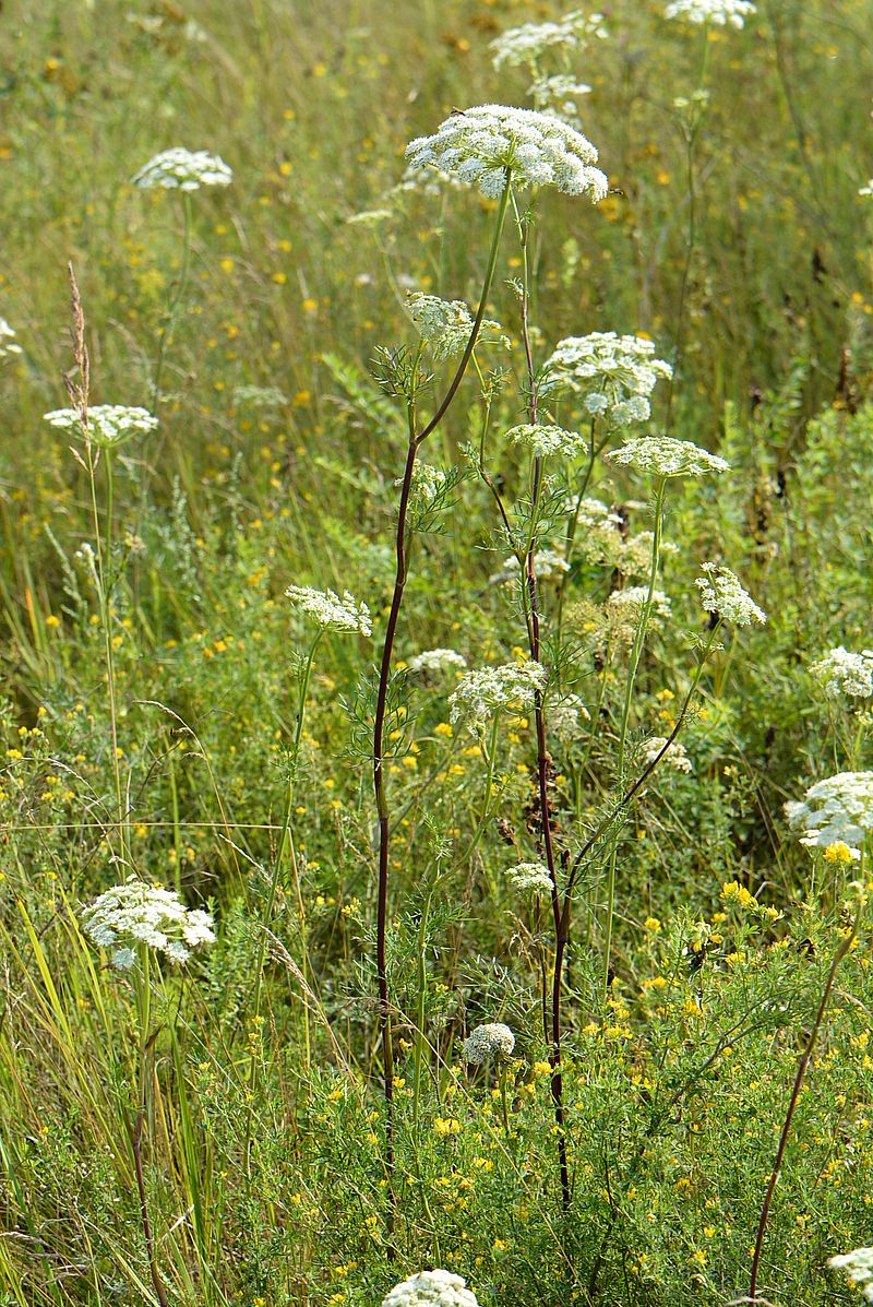 Image of Seseli annuum specimen.