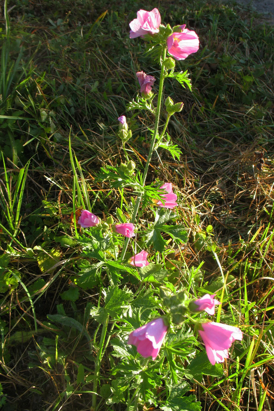 Image of Malva excisa specimen.