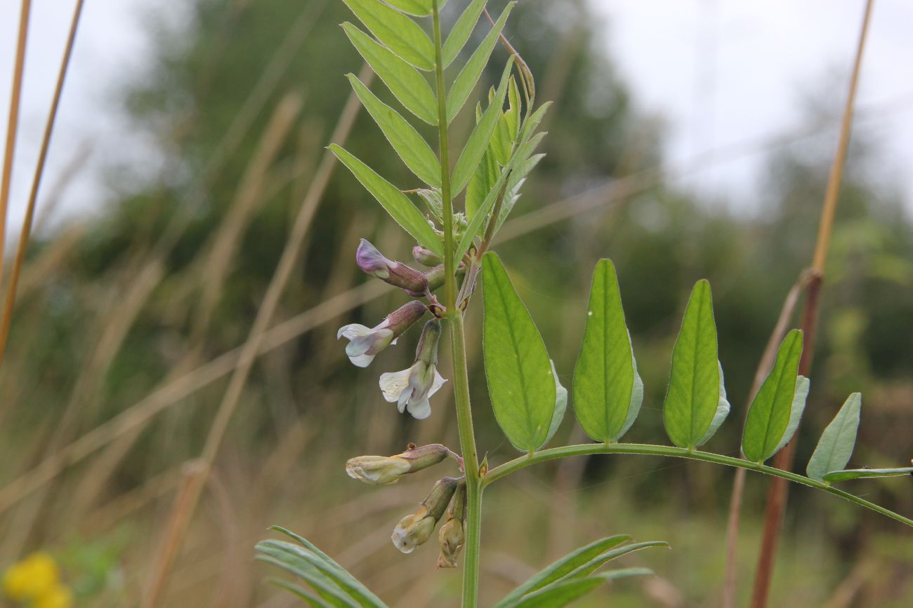 Изображение особи Vicia sepium.