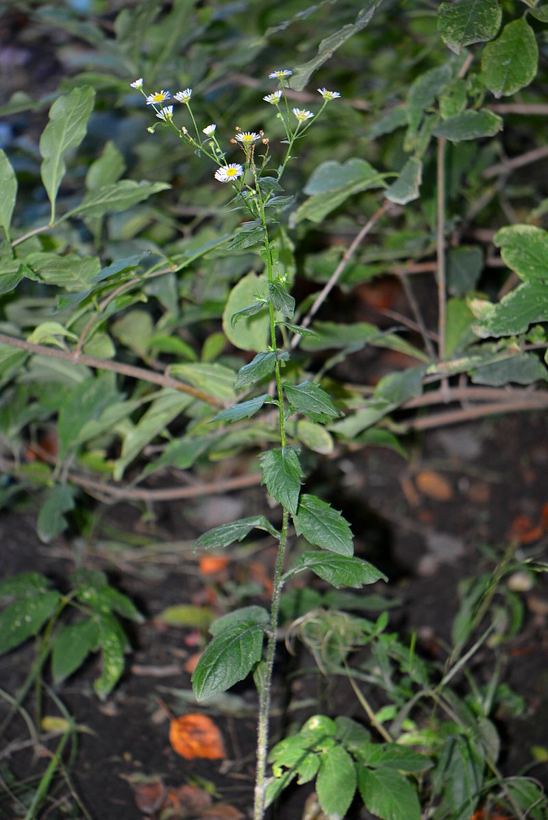 Image of Erigeron annuus ssp. lilacinus specimen.