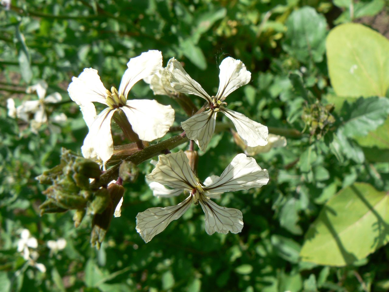 Image of Eruca sativa specimen.