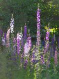 Delphinium ajacis