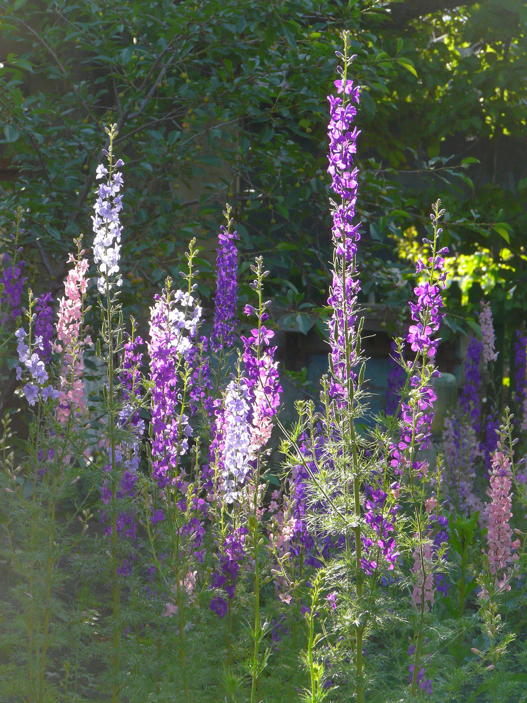 Image of Delphinium ajacis specimen.