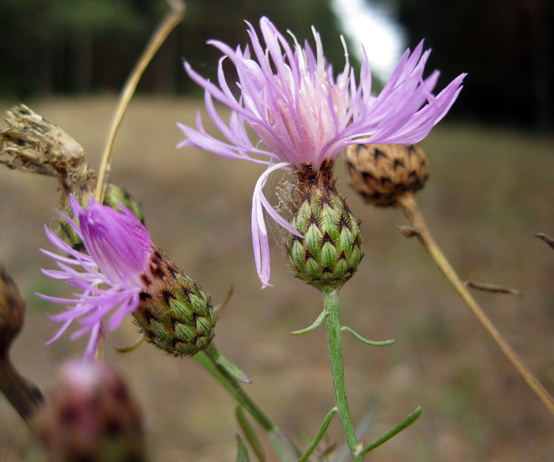 Image of Centaurea stoebe specimen.