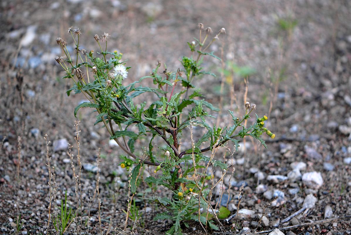 Изображение особи Senecio vulgaris.