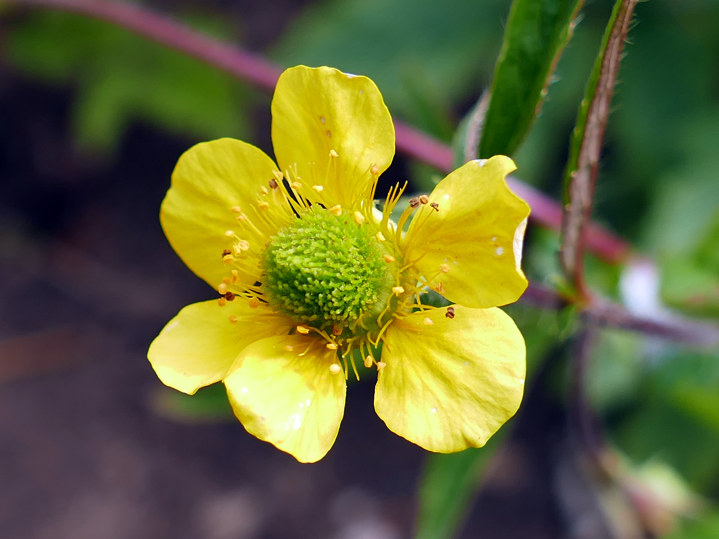 Изображение особи Geum aleppicum.