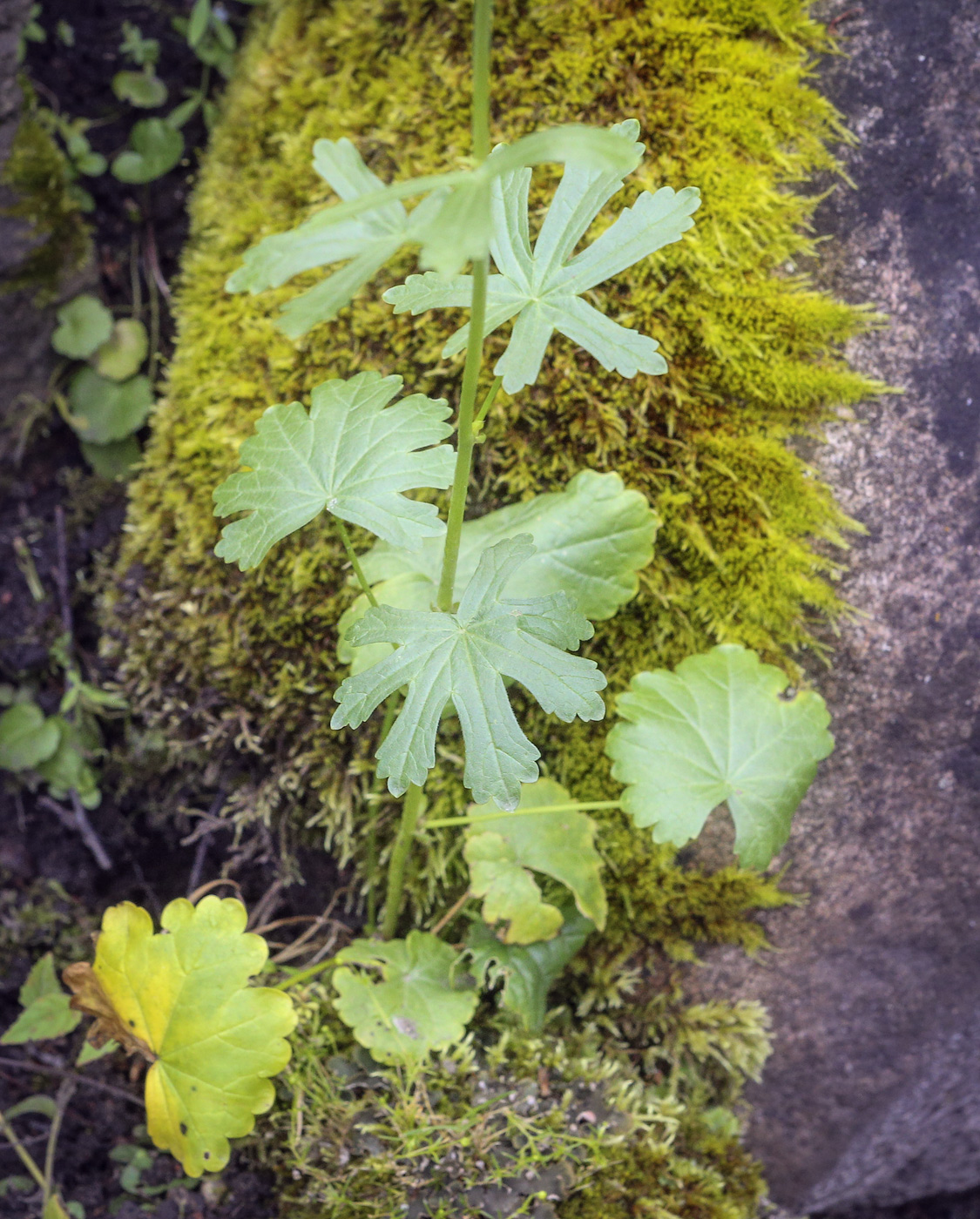 Изображение особи Sidalcea malviflora.