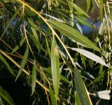 genus Salix