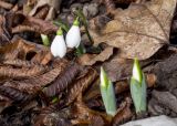 Galanthus alpinus