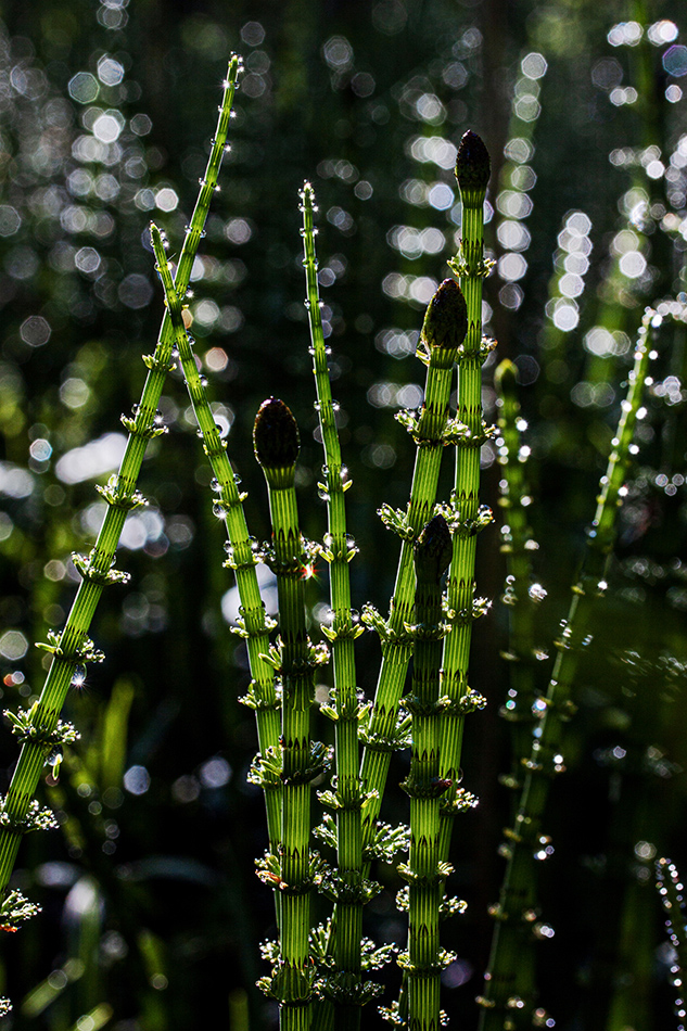 Image of Equisetum fluviatile specimen.