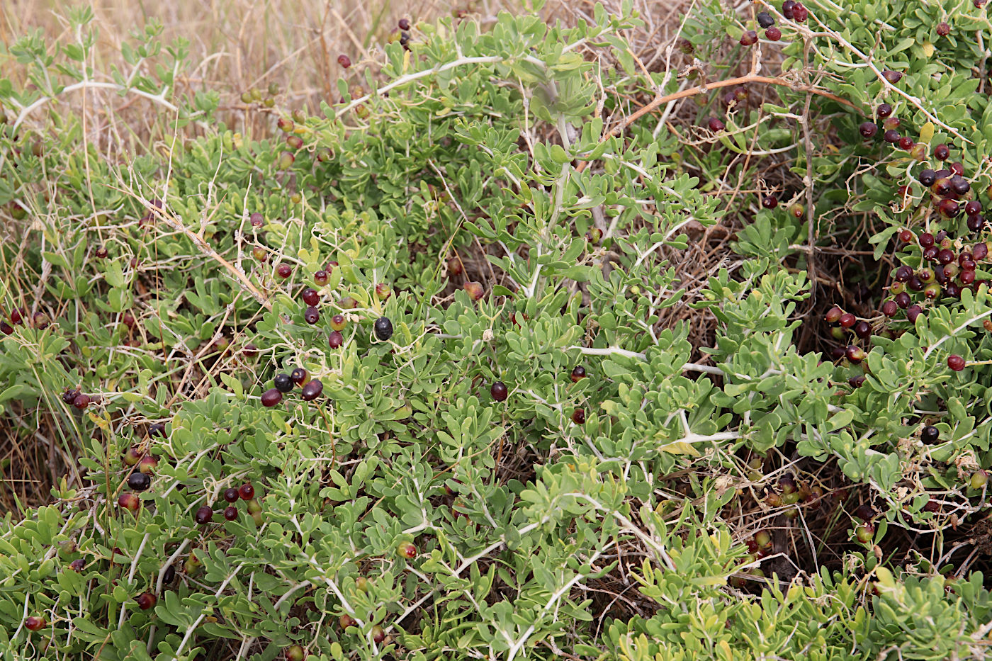 Image of Nitraria sibirica specimen.