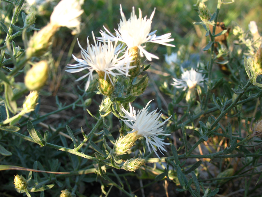 Image of Centaurea diffusa specimen.