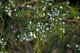 Juniperus virginiana. Часть ветви с шишкоягодами. Калмыкия, г. Элиста, в культуре. 18.08.2020.