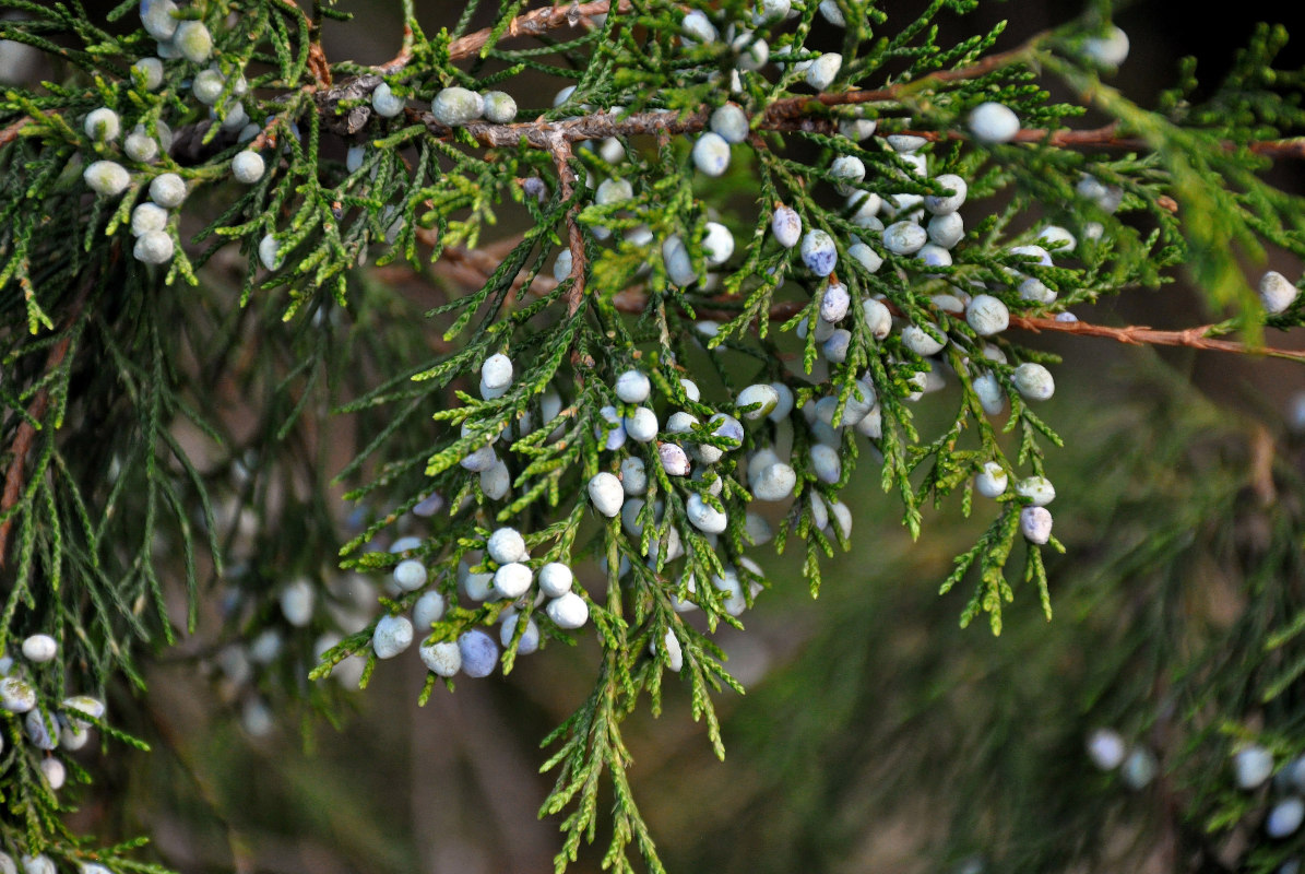 Image of Juniperus virginiana specimen.