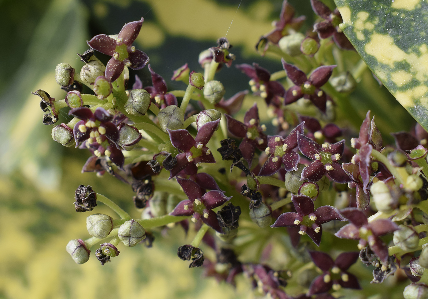 Изображение особи Aucuba japonica.