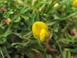 Lotus edulis