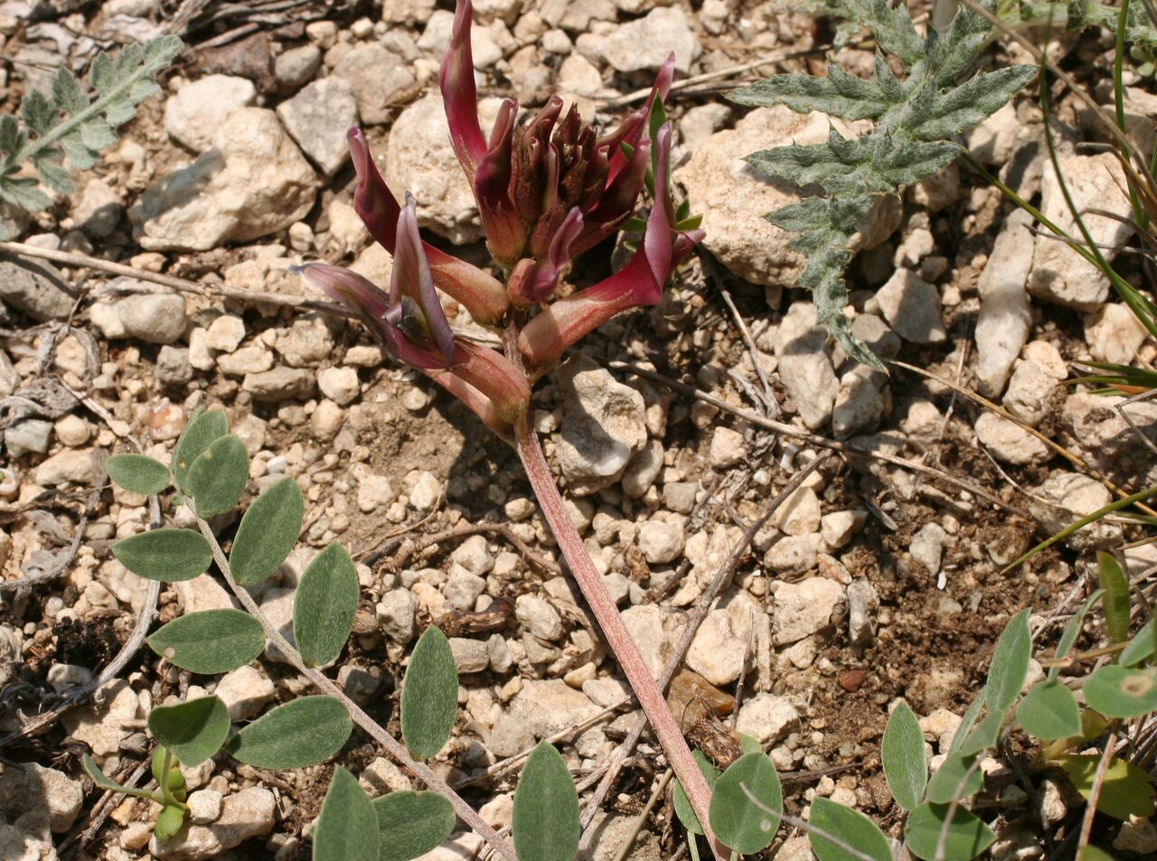 Image of Astragalus spruneri specimen.