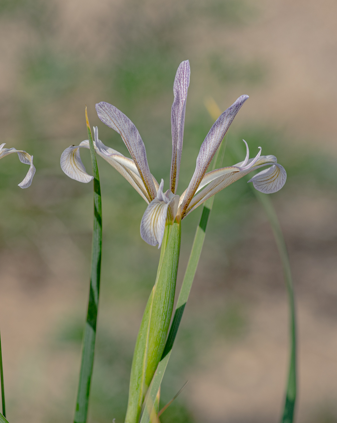 Изображение особи Iris songarica.