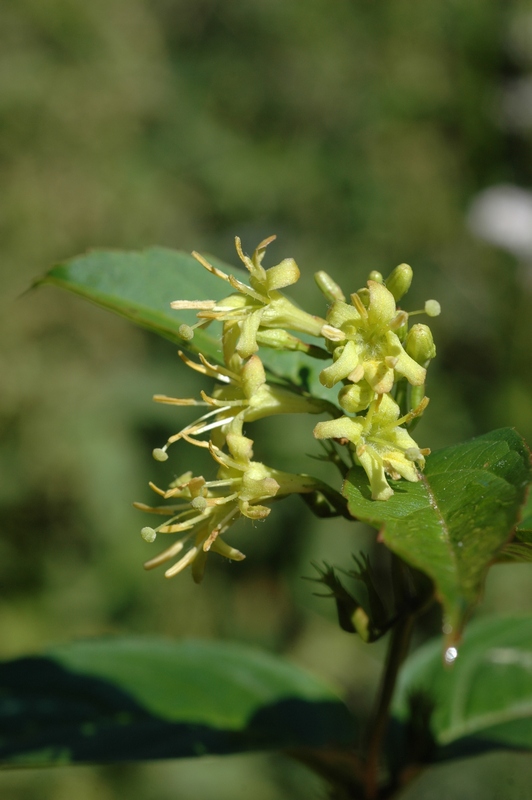 Image of Diervilla sessilifolia specimen.