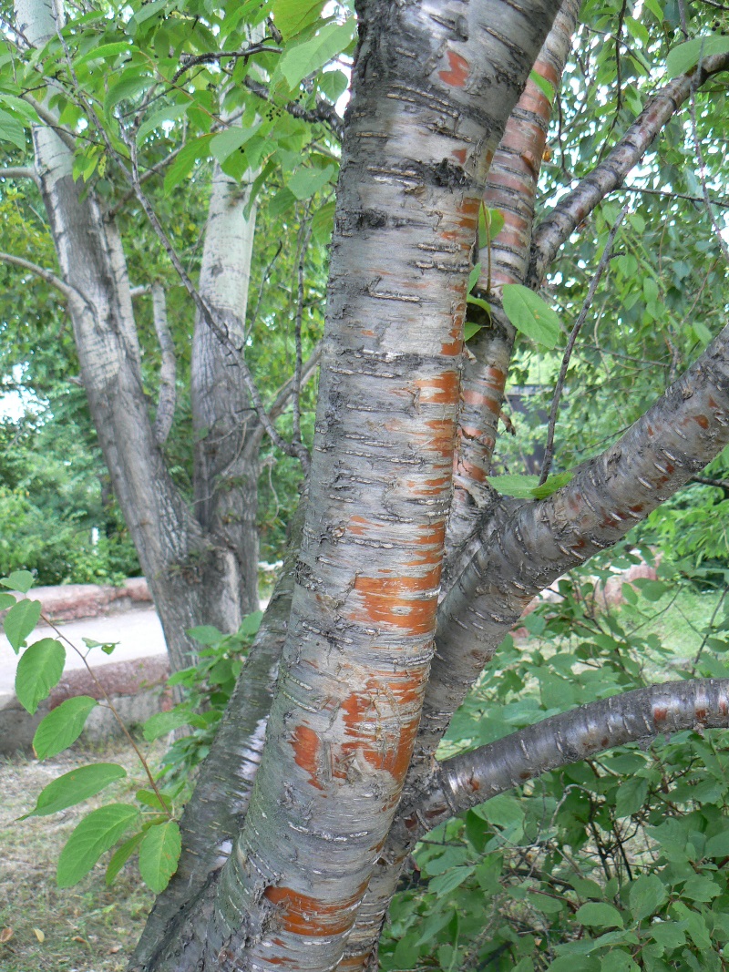 Image of Padus maackii specimen.