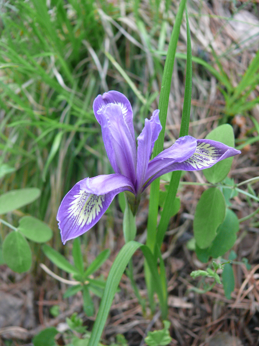 Изображение особи Iris ruthenica.