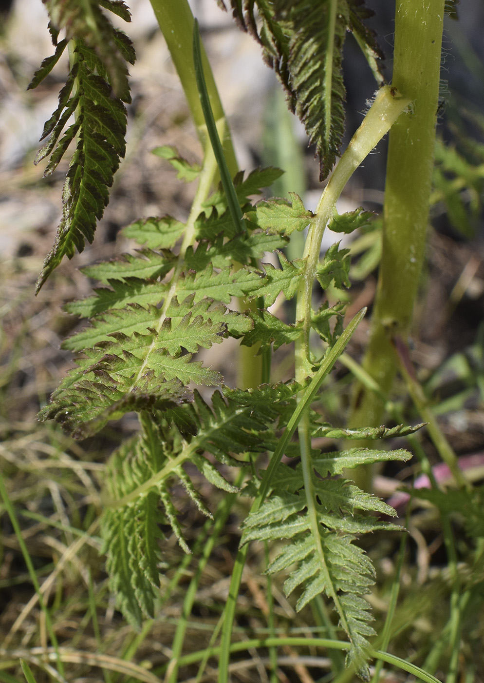 Изображение особи Pedicularis foliosa.