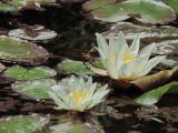 Nymphaea alba